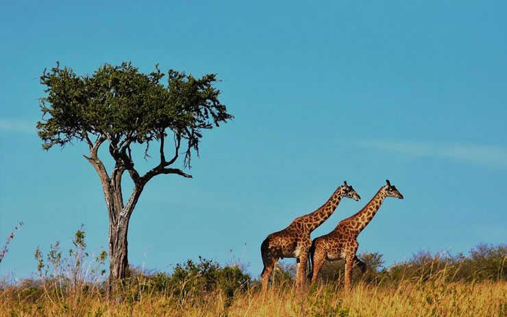 Žirafe u Tanzaniji